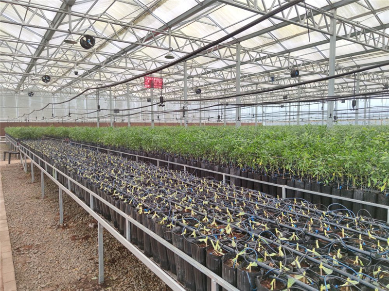 作为基地运营商,四川盛世佳禾农业开发有限公司负责人付云峰介绍,中心