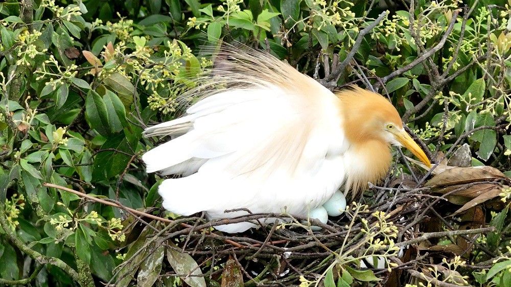 17157<span style= 白鹭孵蛋 筠连县融媒体中心提供.jpg