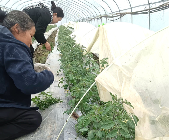 好秾人基地工人正在管理番茄苗.jpg