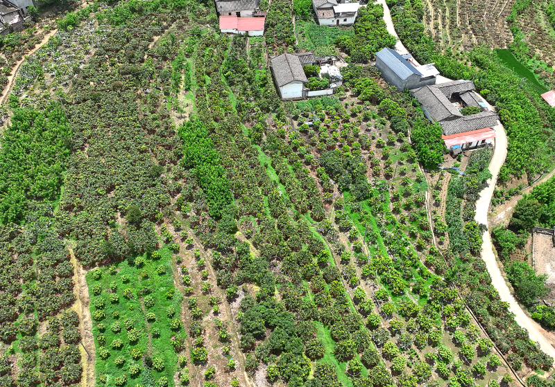 1751509663159018602.png 何淞阳 (3)_副本.png