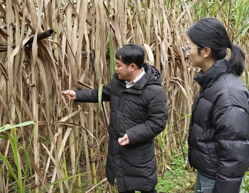 杨中粤（左一）查看甘蔗长势.jpg
