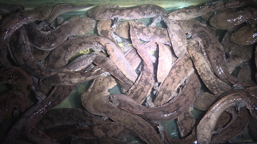 肖全雄养殖的大鲵  筠连县融媒体中心提供.jpg